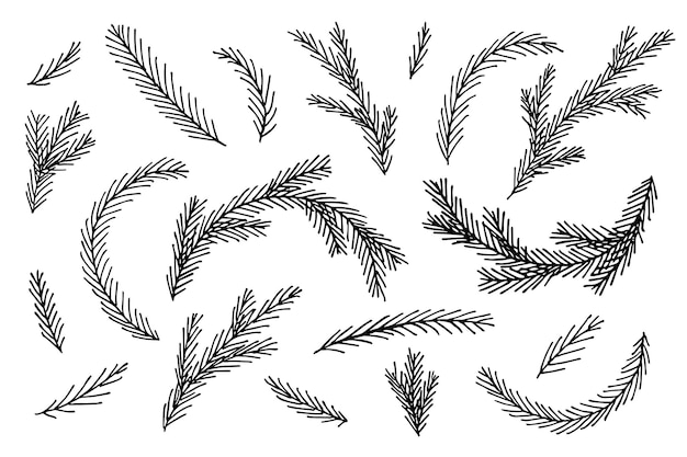 Hand drawn spruce branches twig of coniferous tree doodle set christmas and winter design elements