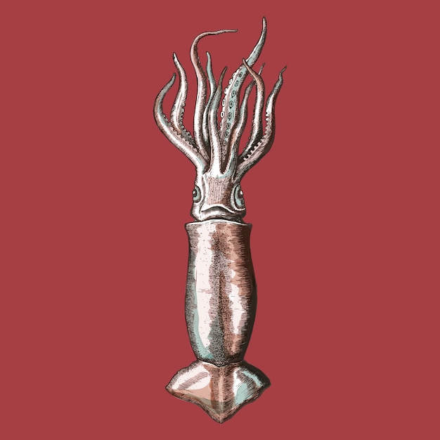 Hand drawn squid isolated