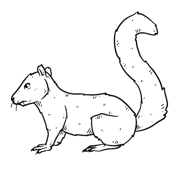 Vettore scoiattolo disegnato a mano nello schizzo di stile di doodle