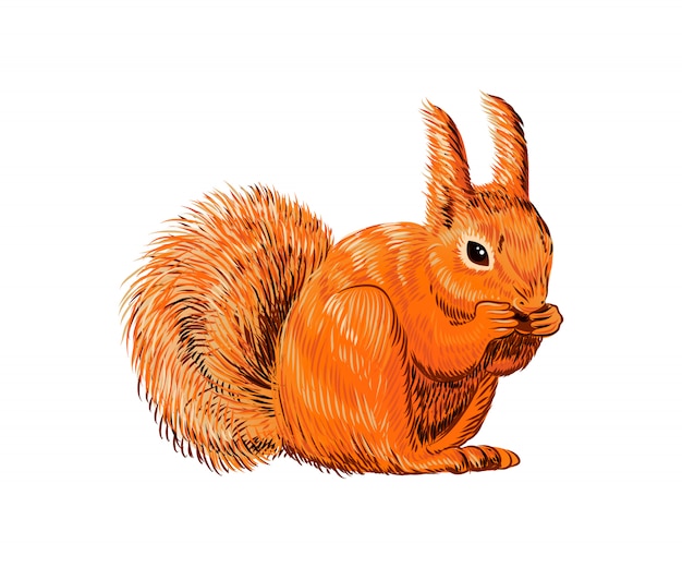 Hand drawn squirrel eating nut