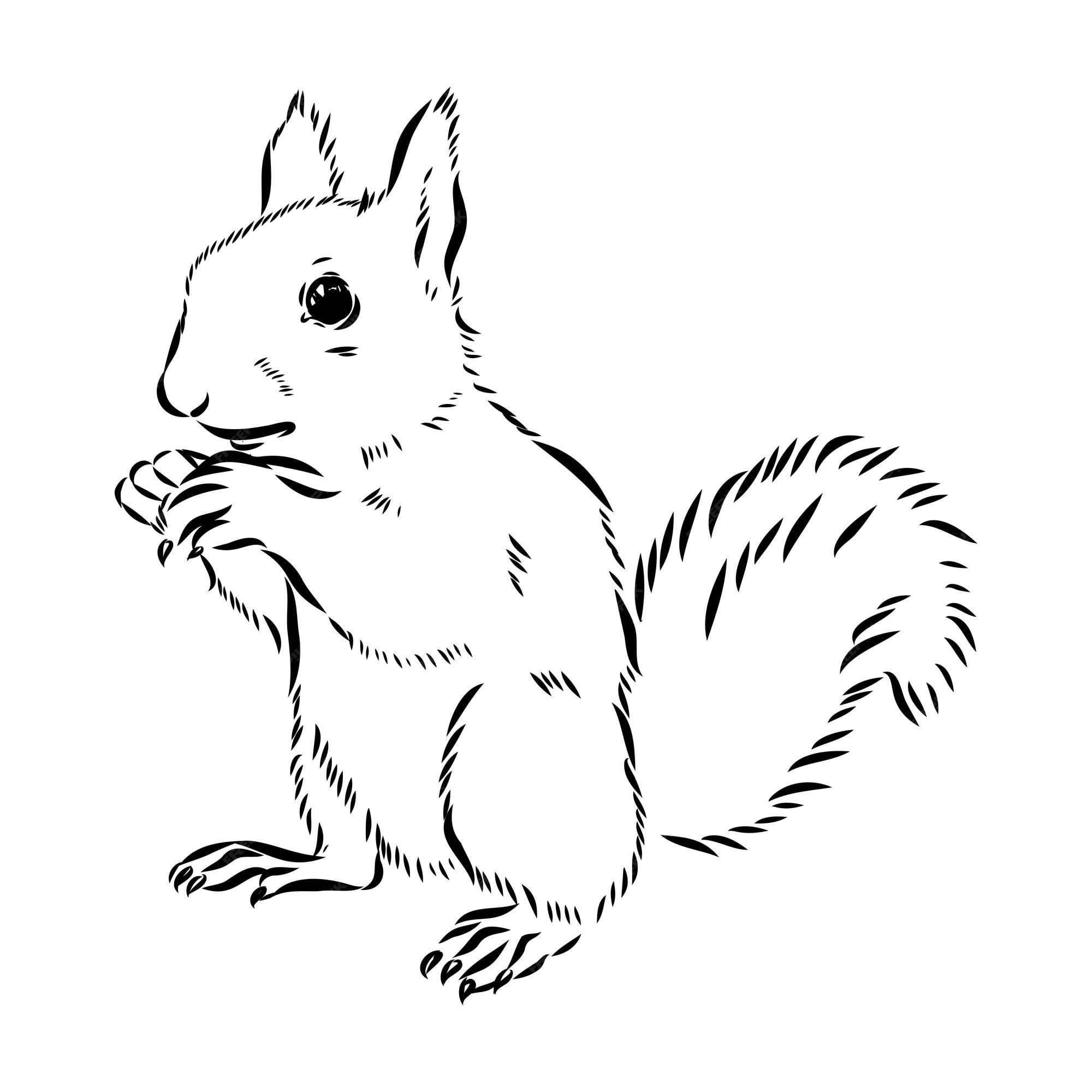 Premium Vector | Hand drawn squirrel retro realistic animal isolated