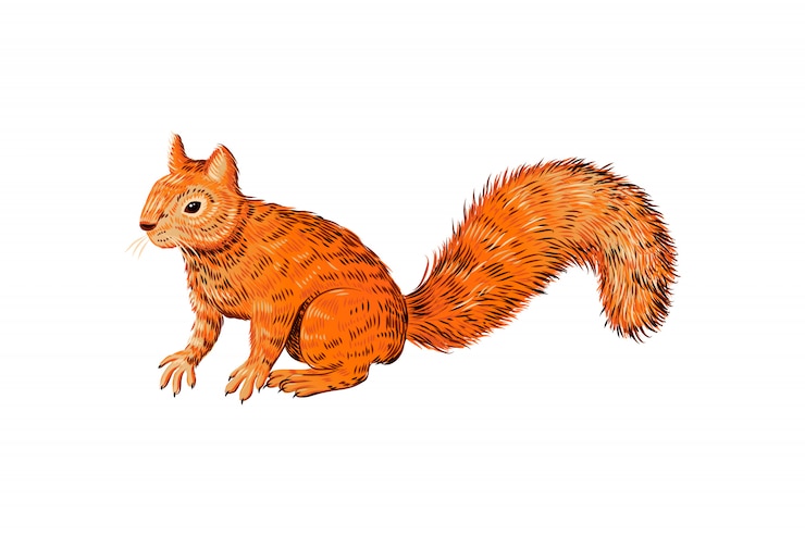 Vector hand drawn squirrel sketch, realistic animal isolated