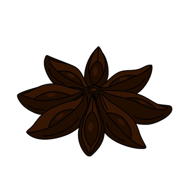 Hand drawn star anise