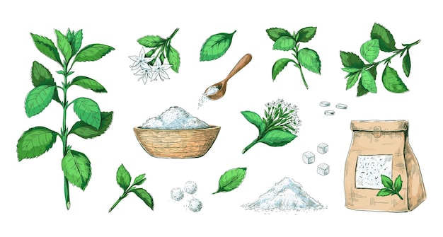 Stevia disegnata a mano pianta alternativa allo zucchero sano estratto di foglie naturali pillole dolci e steli secchi collezione di incisioni di prodotti dietetici steli con fiori set di dolcificanti vettoriali
