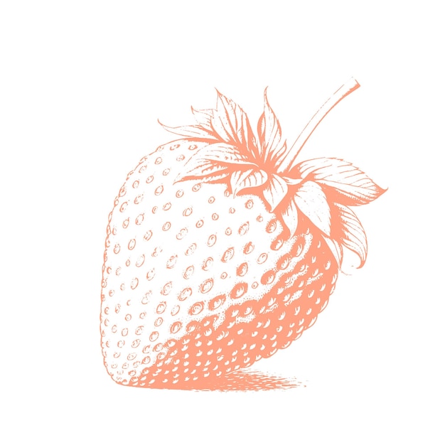 Hand drawn strawberry icon vector badge fruit in the old ink style for brochures banner restaurant m