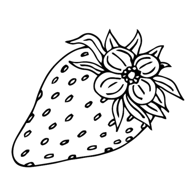 Hand drawn Strawberry vector on a white background