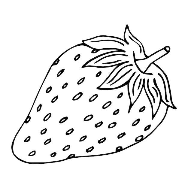 Hand drawn Strawberry vector on a white background