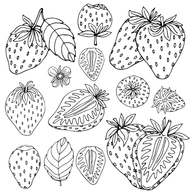 葉と花のセットで手描きのイチゴ。黒と白のベクトル図の概要を説明します。