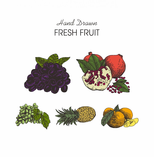 Hand drawn style fruits