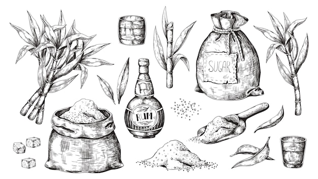 Hand drawn sugarcane and rum. Vintage liquor bottle and glasses, sugar sack and cubes, sugar organic plants. engraved alcoholic beverage.