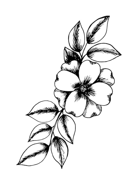 Hand drawn sundaville rose star floral illustration Vector rose sketch in black and white isolated