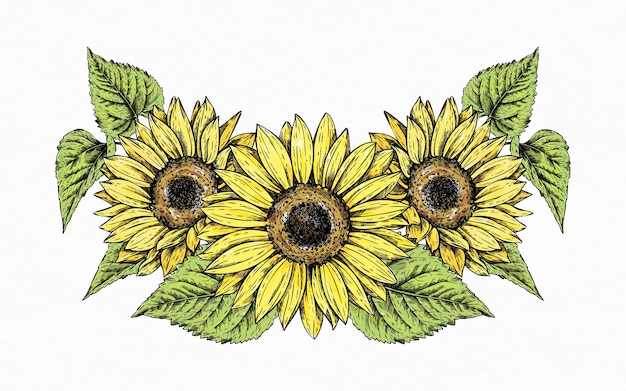 Hand drawn sunflower border