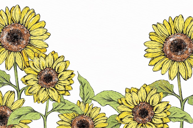 Vector hand drawn sunflower border