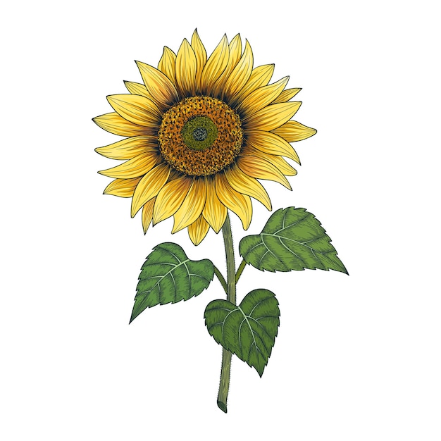 Hand drawn sunflower drawing illustration isolated