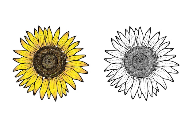 色と色の花の輪郭のない手描きのヒマワリのイラスト
