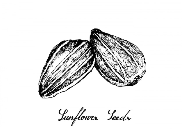 Hand drawn of sunflower seeds