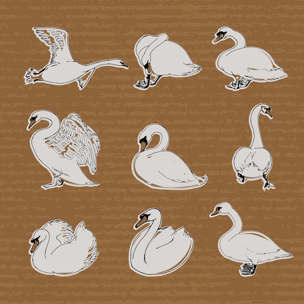 Hand drawn swans in different poses for your design.