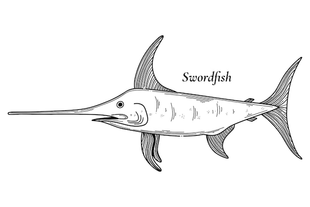 Hand drawn swordfish vector illustration isolated on white background