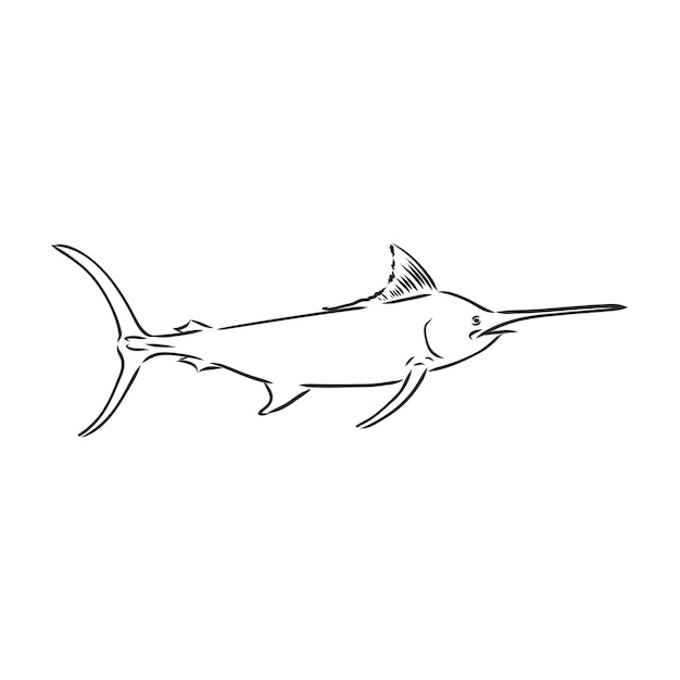 Hand drawn swordfish Vector illustration in sketch style marlin vector sketch