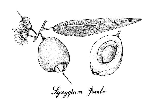 Disegnato a mano dei frutti di jambos di syzygium su fondo bianco