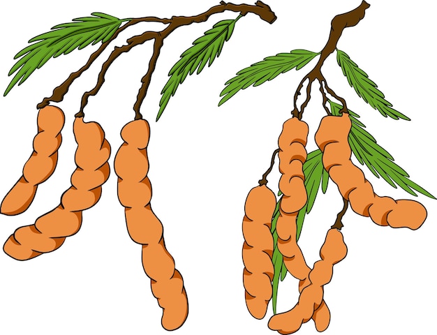 Hand drawn tamarind tamarindus indica vector colored illustration