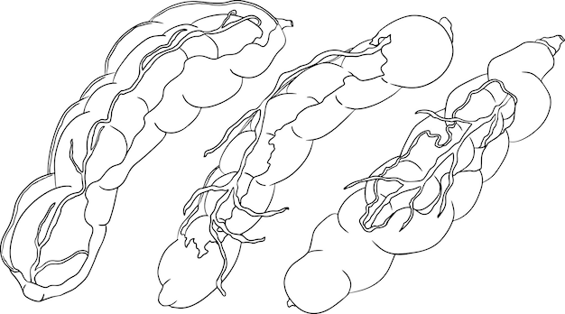 Vector hand drawn tamarind tamarindus indica vector sketch illustration