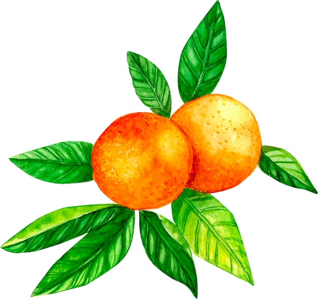 Vector hand drawn tangerines with leaves