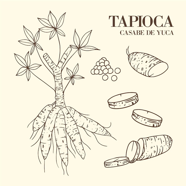 Vector hand drawn tapioca illustration