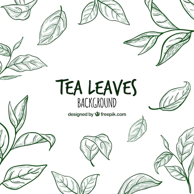 Vettore fondo disegnato a mano delle foglie di tè