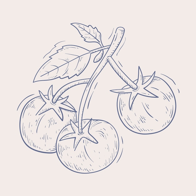 Illustrazione del contorno di un pomodoro disegnato a mano