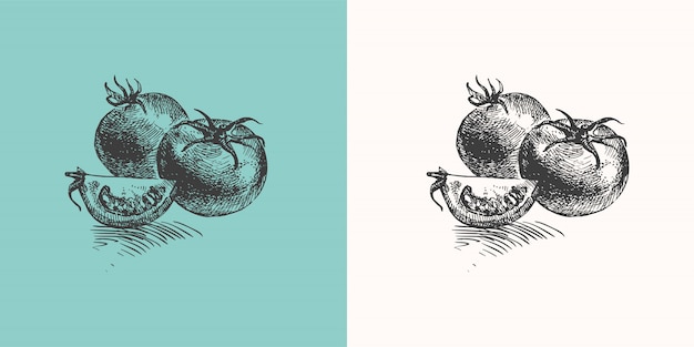 Vector hand drawn tomatoes