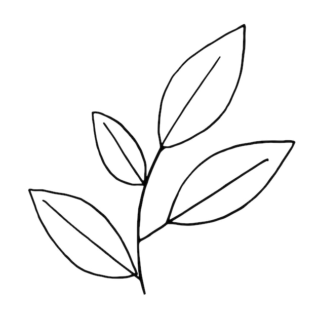 Vector hand drawn tree branch