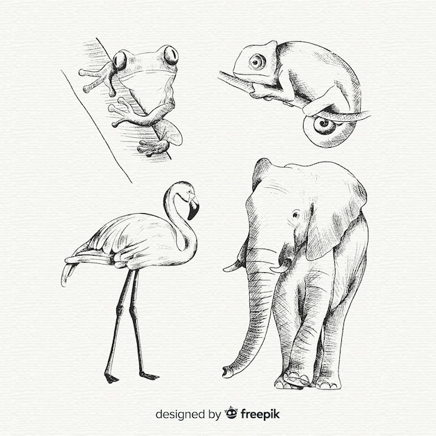 Collezione di animali tropicali disegnati a mano