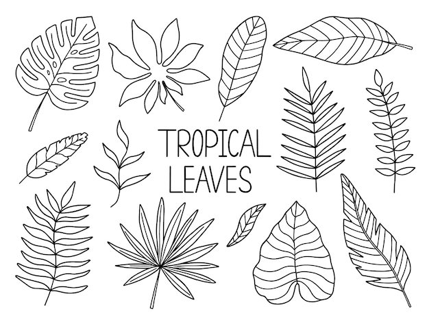 Hand drawn tropical leaves doodle Monstera and palm leaves in sketch style