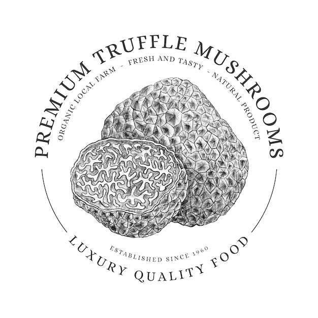 Vector hand drawn truffle illustration