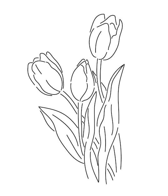 Hand drawn tulip flowers flower line art