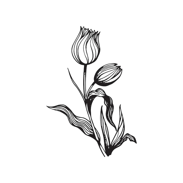 Vector hand drawn tulip line art illustration