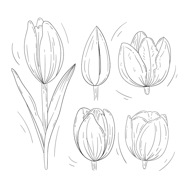 Hand drawn tulip outline illustration