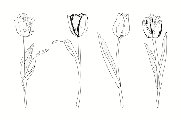 Vector hand drawn tulip outline illustration