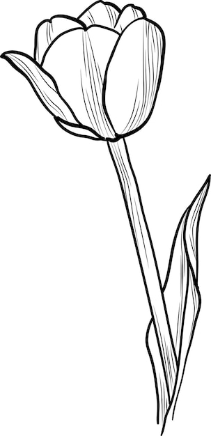 hand drawn tulips flower