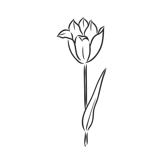 Tulipani disegnati a mano abbozzo di vettore del tulipano di vettore su un background . bianco