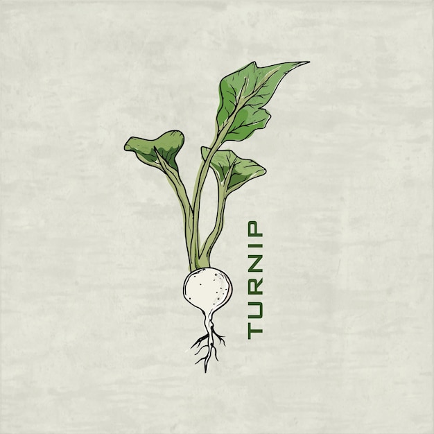 Vector hand drawn turnip with watercolor