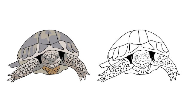 hand drawn turtle coloring page for kid