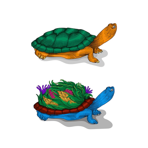 Hand drawn turtle illustration