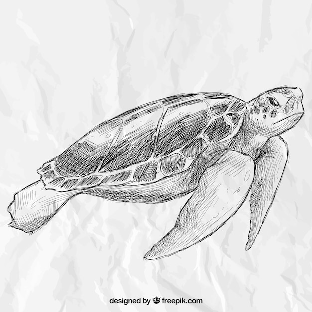 Hand drawn turtle