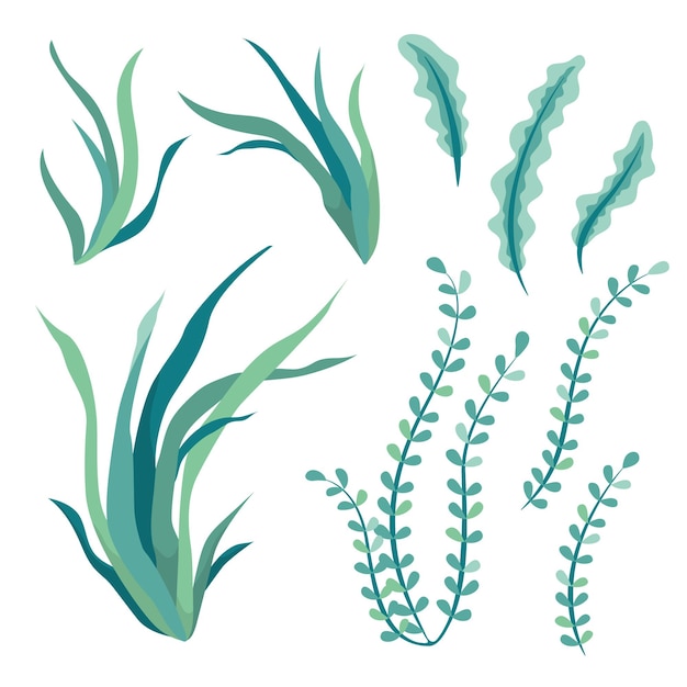 Elementi di alghe subacquee disegnati a mano isolati su sfondo bianco