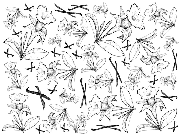 Hand Drawn of Vanilla Flowers and Pods Background