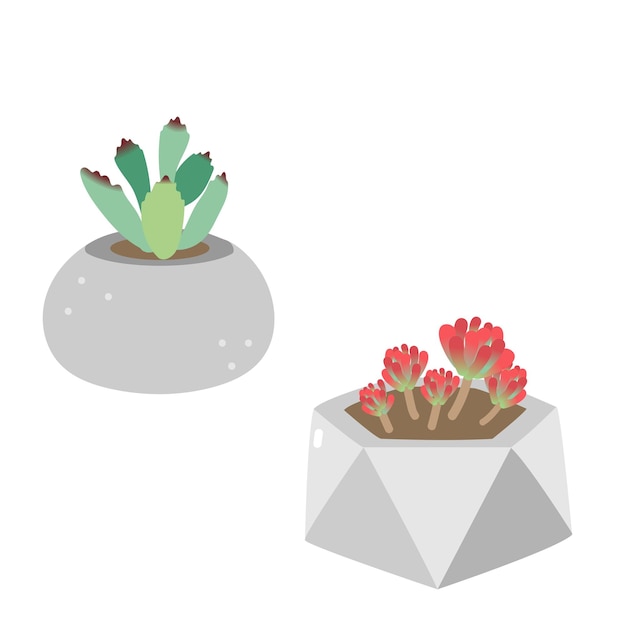 Hand drawn various green succulents 3