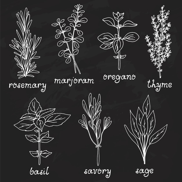 Hand drawn vector collection of herbs rosemary marjoram oregano basil sage savory thyme on chalkboard background