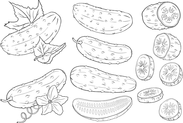 Hand drawn vector cucumber Detailed cucumbers drawing Farm market produt